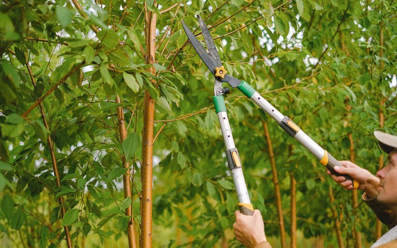 Tree trimming in Henderson, NY